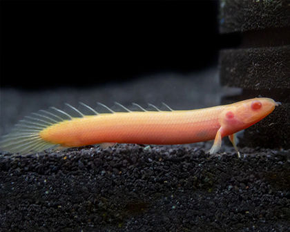 Albino senegal