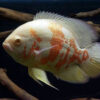 Albino red oscar