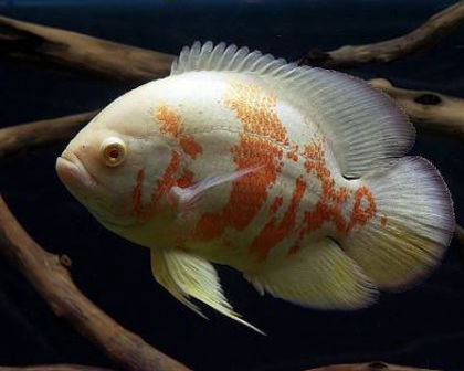 Albino red oscar