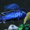 Blue Johani
