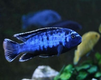Blue Johani
