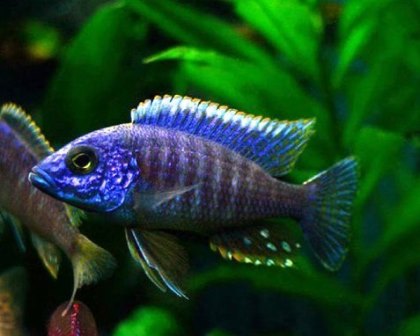 Blue Peacock