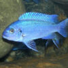 Powder Blue