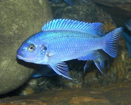 Powder Blue