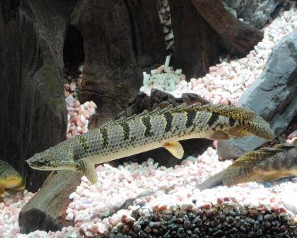 Endlicheri senegal