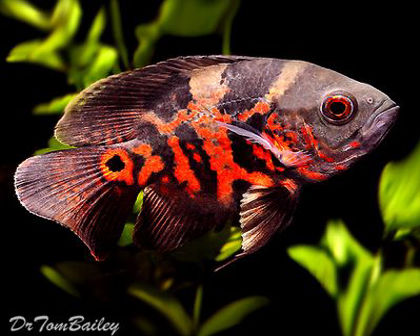 Tiger oscar