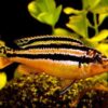 Auratus