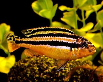 Auratus