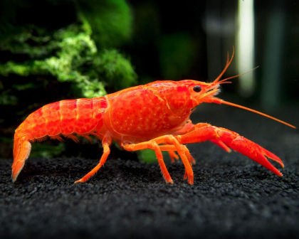 Lobster