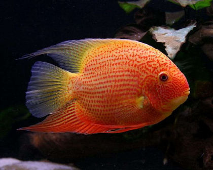 Red Spotted Severum