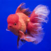 Oranda