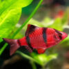 Red tiger barb