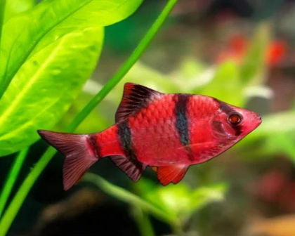 Red tiger barb