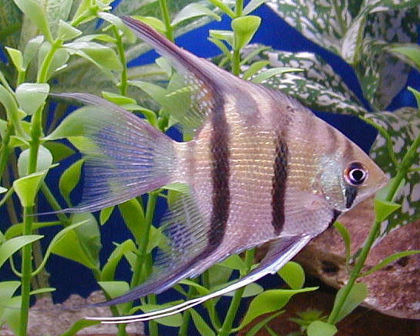 Sea Angel Big