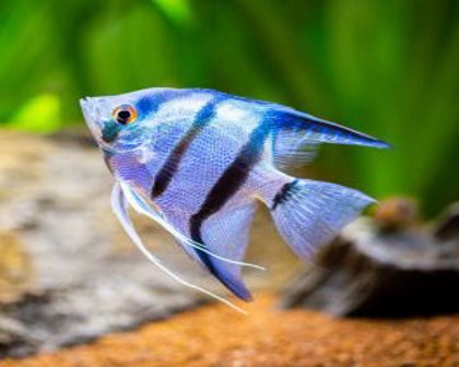Sea angel medium