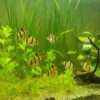 Tiger barb?