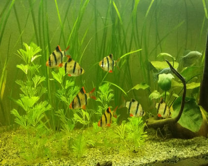 Tiger barb?