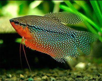 Pearl gourami