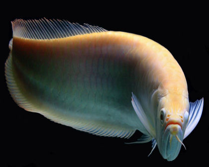 Albino Arowana