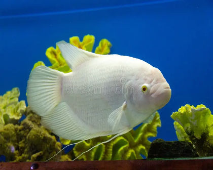 Albino gaint gowra
