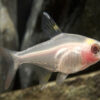 Albino pristella tetra