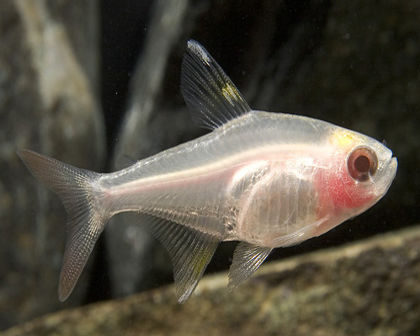 Albino pristella tetra