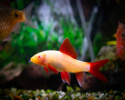 Albino rainbow shark