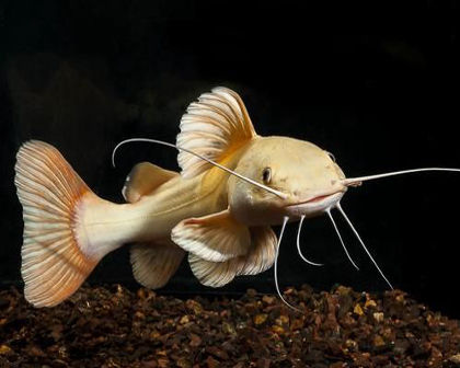 Albino Redtail catfish