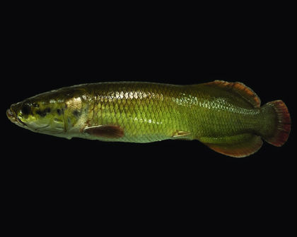 Arapaima