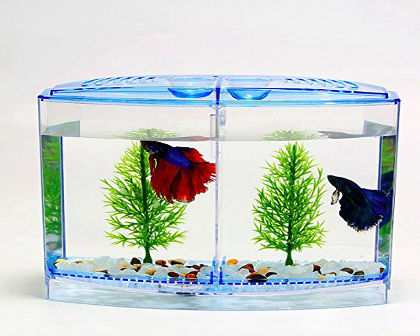 Beeta tank