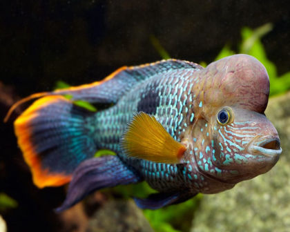 Green terror big