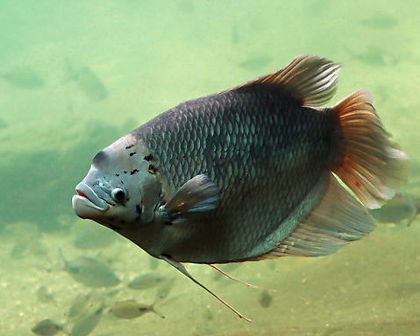 Black gaint gourami