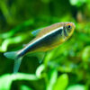 Black neon tetra pair