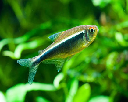 Black neon tetra pair