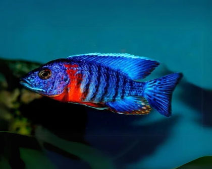 Blue Marff