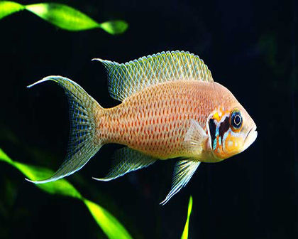 Brichadi