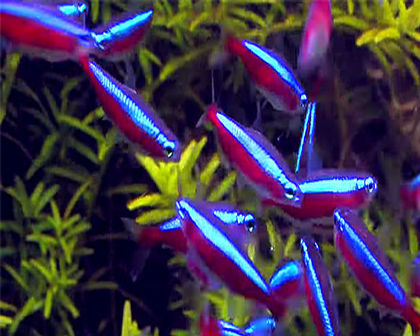 Cardinal tetra
