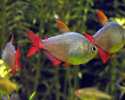 Columbian tetra