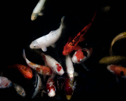 Koi