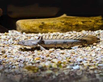 Delhezi senegal