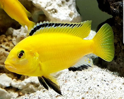 Electric Yellow