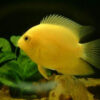 Yellow Severum