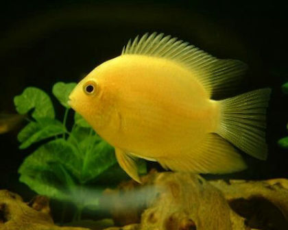 Yellow Severum