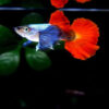 Dumbo ear guppy