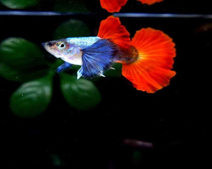Dumbo ear guppy