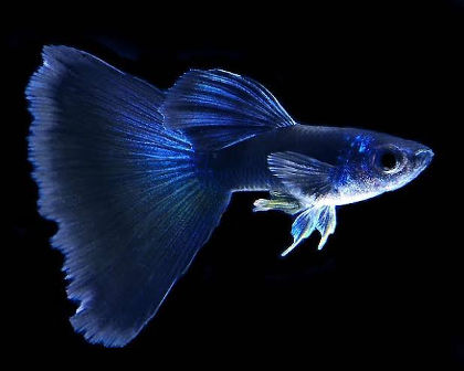 Electric blue guppy