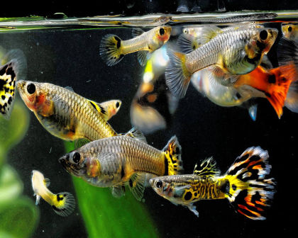Feeding guppy