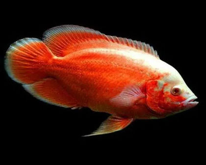 Fire red oscar