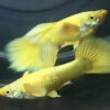 Full Gold guppy