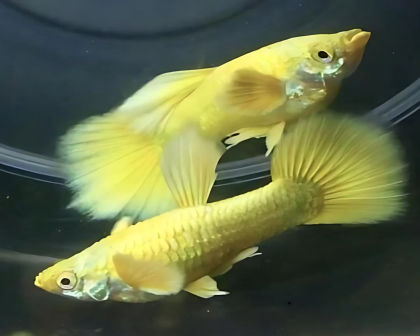 Full Gold guppy